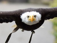 Weisskopfseeadler 136